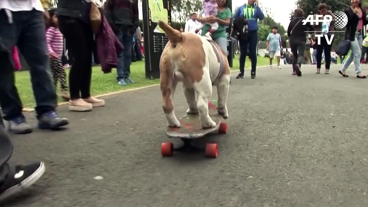 Skatende Bulldogge "Otto" weiter auf Titeljagd