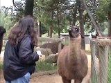 Llama Spits In Womans Face