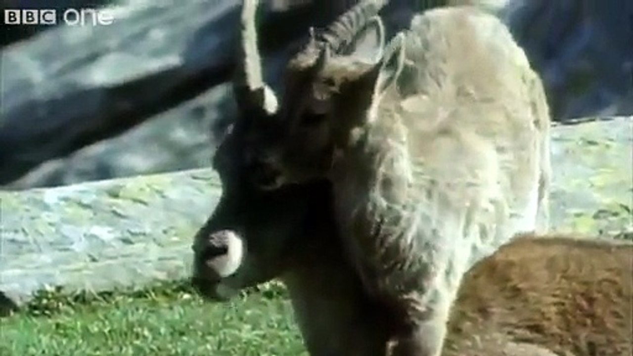 Funny Talking Animals Walk On The Wild Side Series 2 Episode 1 preview BBC One