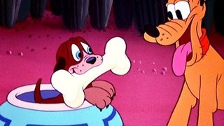 Donald & Daisy's Destiny! The Entire Adorably Cute Love Story! Disney Tribute: 1 Hour Full Episodes
