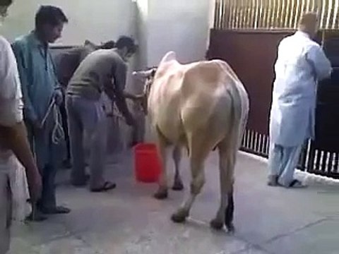 Bakra Eid 2015 - Cow Qurbani Funny Moments Cow Qurbani Cow Qurbani -> Must Must Watch