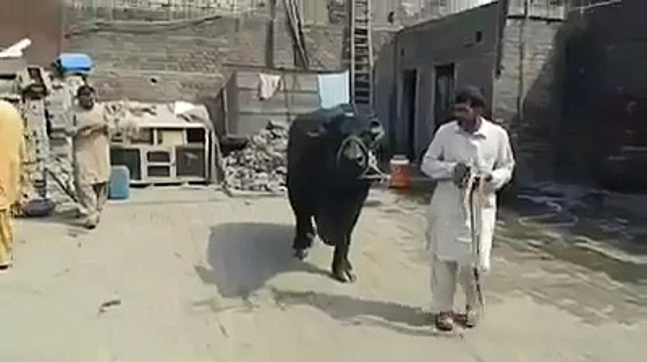 Bhensa Qurbani 2015 -> Really Difficult To do