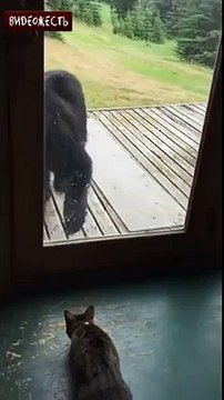 Кот vs медведь