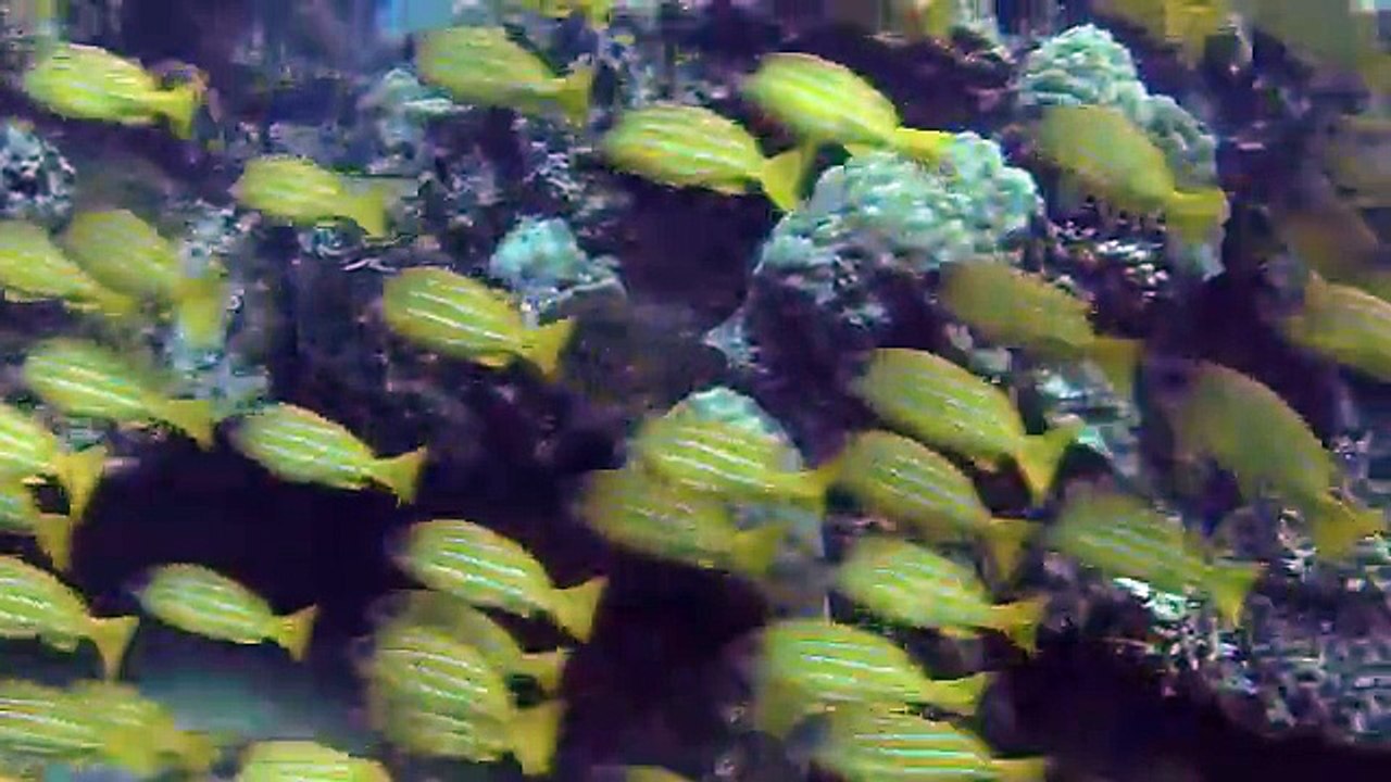 Plongée de Noël, dédicace pour Olivier