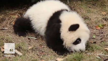 Baby pandas struggle to get their bearings in heartwarming video