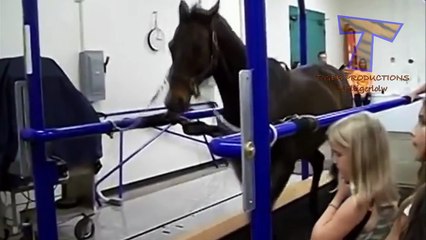 Funny animals on treadmills - Cute animal compilation