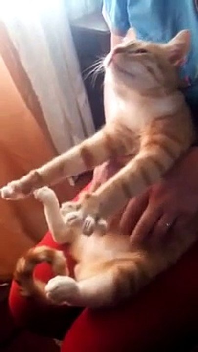 Кот балдежник