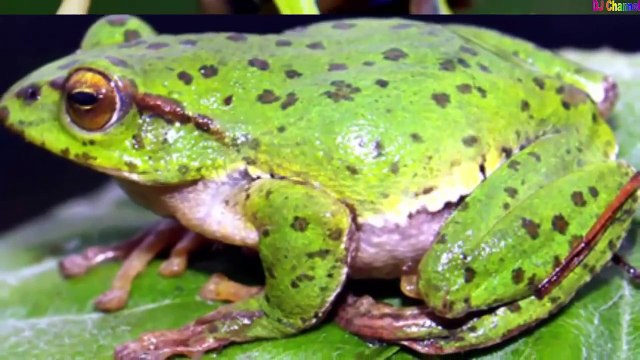 Nhạc thiếu nhi vui nhộn Chú ếch con - Giúp bé nhận biết hình ảnh và động vật