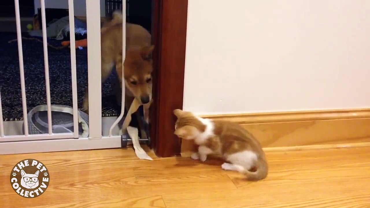 Chiens contre Chats : le conflit continue.