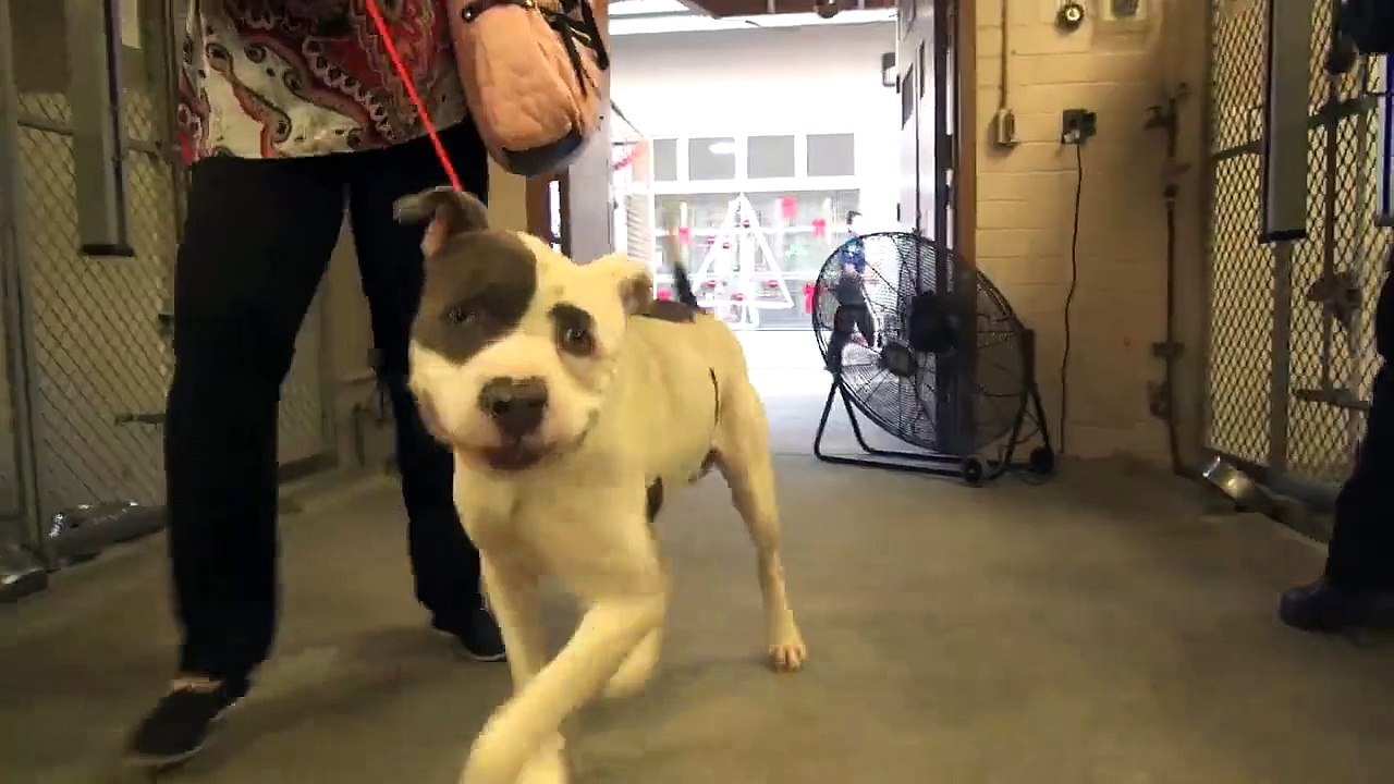 Un PitBull à la tête déformée et condamné à mort obtient finalement sa liberté (Video 1)