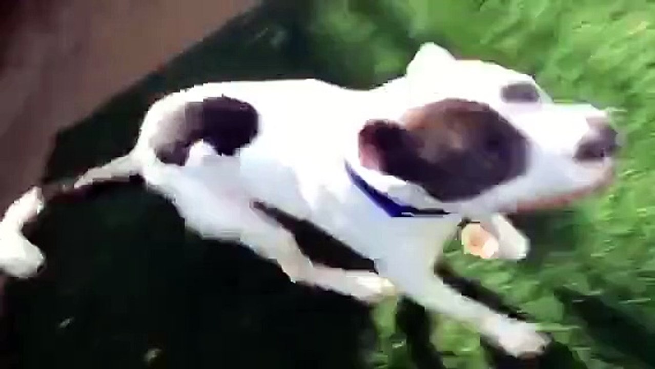 Un PitBull à la tête déformée et condamné à mort obtient finalement sa liberté (Video 2)