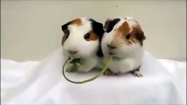 Quand deux cochons d'Inde font un remake de la belle et le clochard !!