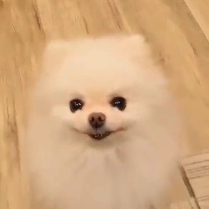 萌爆的狗狗