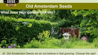 Top Cannabis Seeds  - OldAmsterdamSeeds