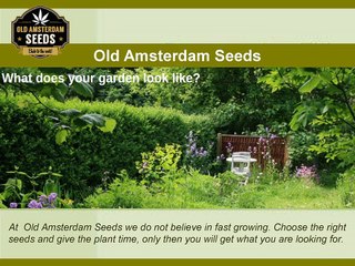 Top Cannabis Seeds  - OldAmsterdamSeeds