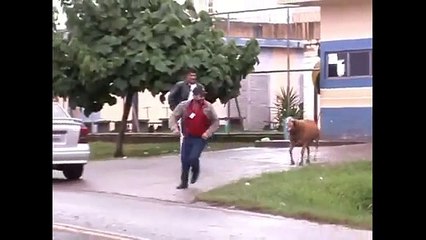 goat hit a man amazing video