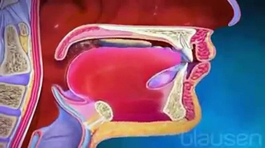 Digestive System of human body