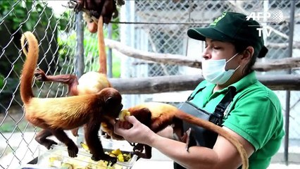 Macacos voltam para a vida selvagem