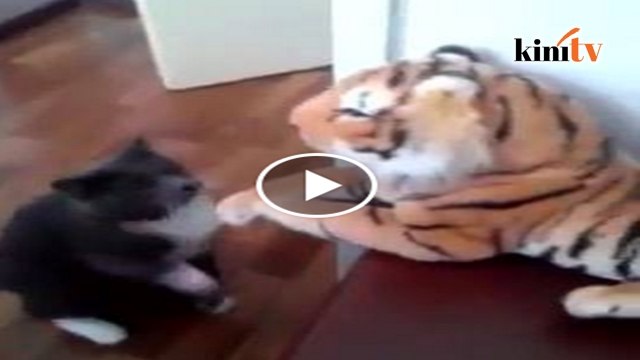 Video kucing 'belasah' harimau cuit hati netizen