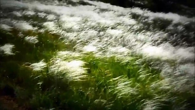 Автор неизвестен Зашумит Дон батюшка