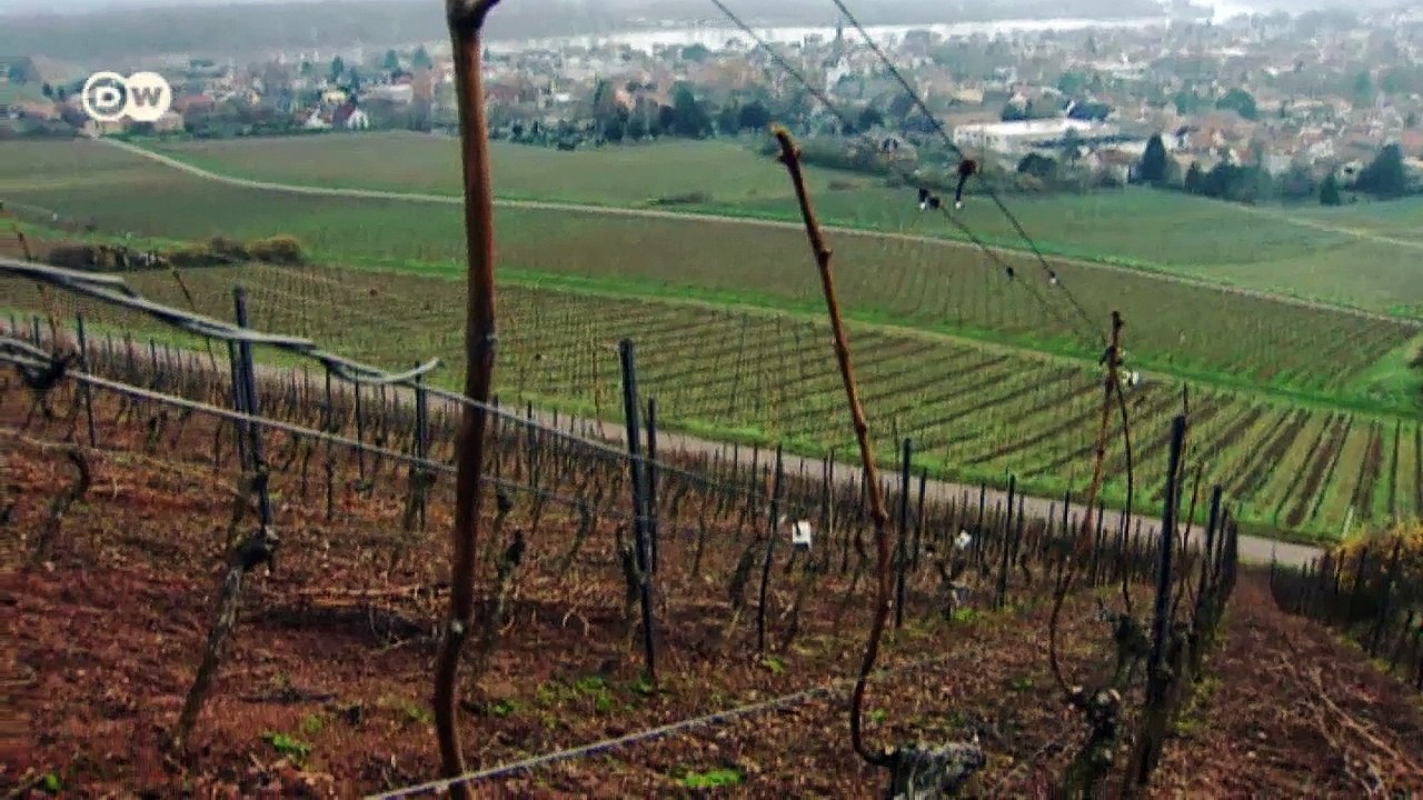 Spitzenjahrgang 2015 - Kampf um edle Weine | Made in Germany