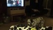 Dalmatian Puppy Falls Asleep While Standing Up