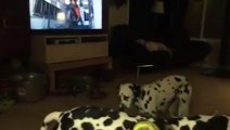 Dalmatian Puppy Falls Asleep While Standing Up