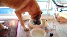 Попугай устроил псу обеденный концерт )