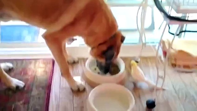 Попугай устроил псу обеденный концерт )