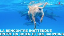 La rencontre inattendue entre un chien et des dauphins! Aujourd'hui dans la minute chien #70