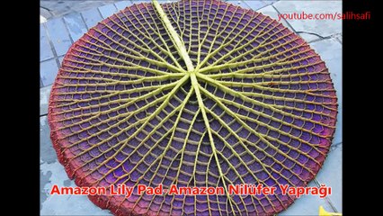 Muhteşem geometriye sahip bitkiler