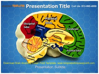 Download Brain Anatomy Powerpoint Template