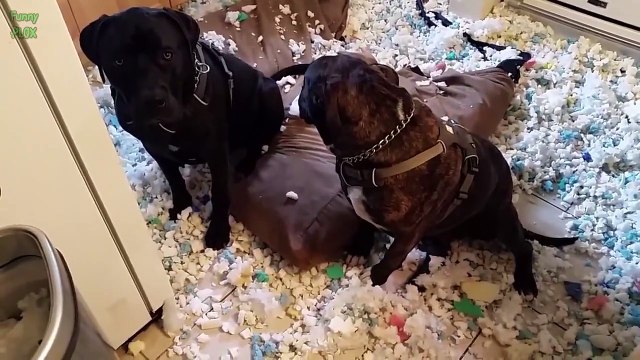 OMG! These Dogs Did Something Bad...