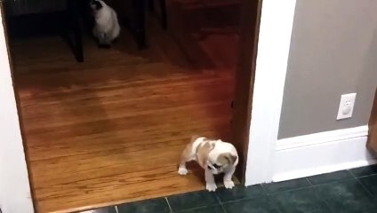 Cat and Her Puppy Friend is the CUTEST Thing You Will See All Day!