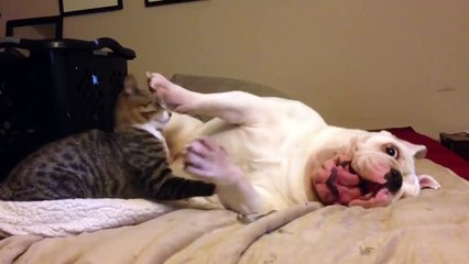 Bernie the buldog having fun with his kitten