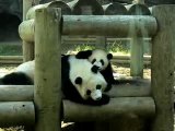 Mei Lan gives her mom some love