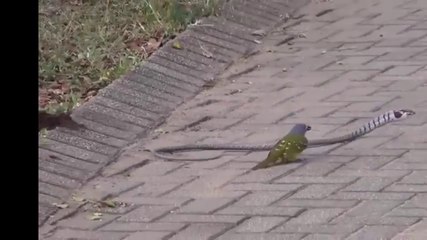 bird defeated a dangerous snake watch this amazing fight