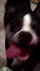 Voici un chien qui battrait quiconque dans une battle de danse. Impressionnant !