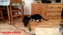 Salatalık vs Kediler