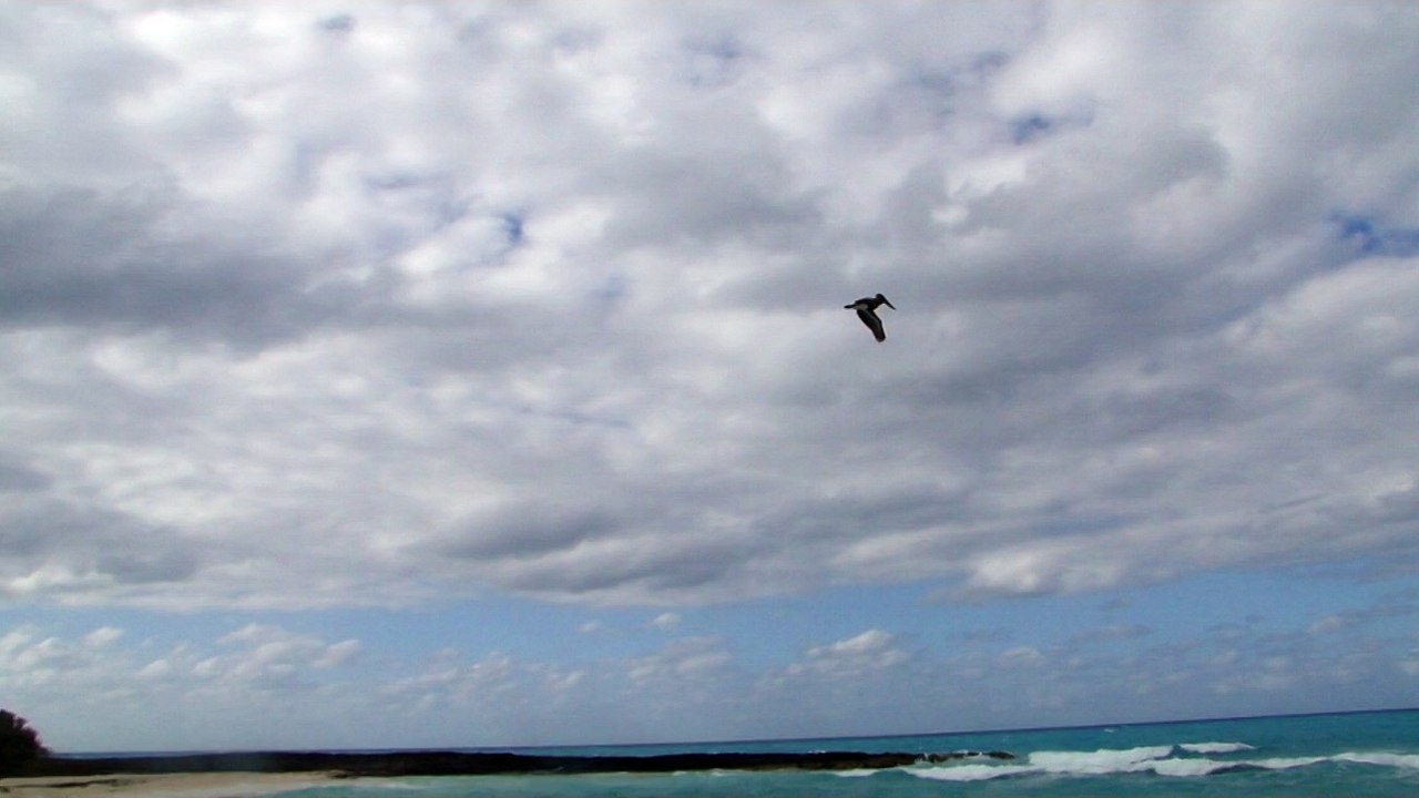 vol pelican