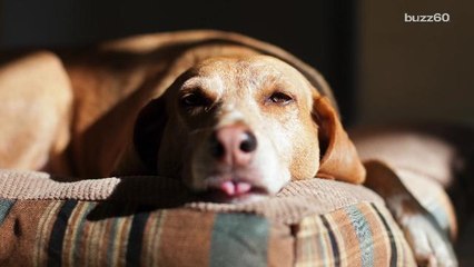 Letting your dog share your bed can mean better sleep