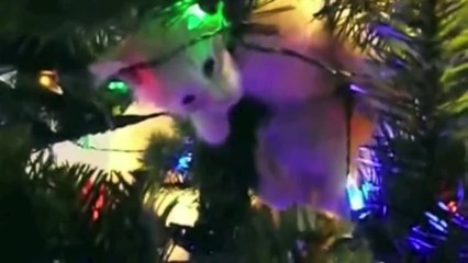 01 I m Climbing Up The Christmas Tree NEOW!