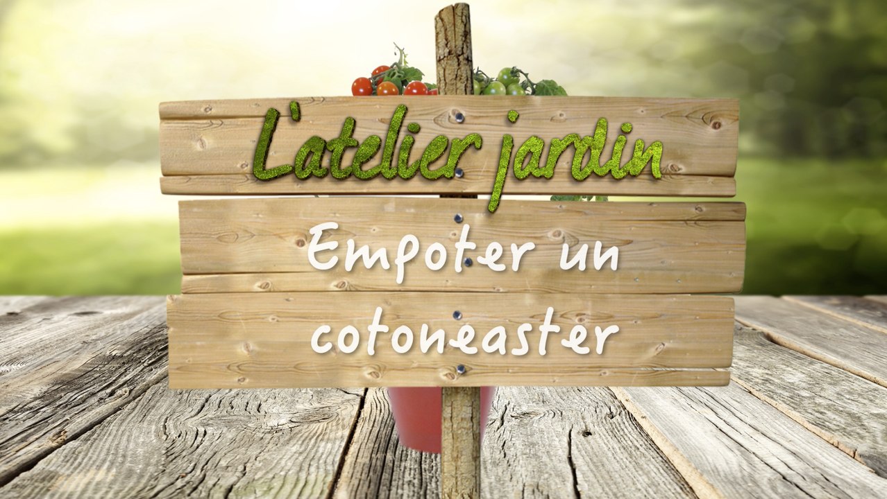 Comment cultiver le cotoneaster ?