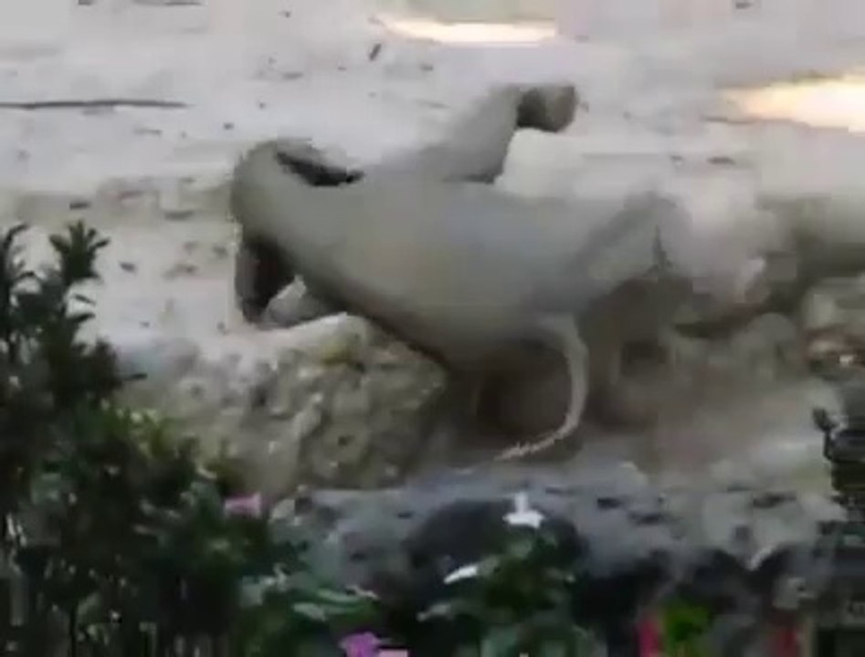 Elephant Care