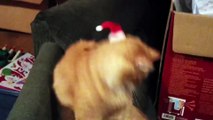 Orange Tabby Cat Can't Shake Off His Santa Hat
