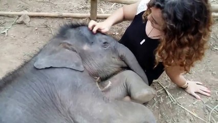 Kucağında Sevimli Fil Yavrusunu Uyutan Kadın