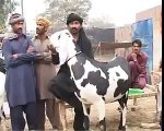 BEAUTIFUL AWESOME GOATS FOR BAKRAD EID IN PAKISTAN 2013 - YouTube