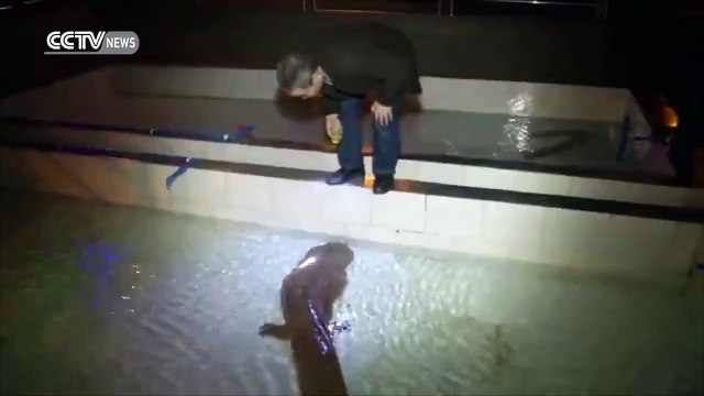 Une salamandre géante de 200 ans retrouvée vivante en chine