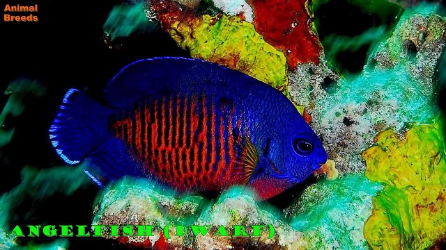 All Beautiful and Colorful Discus Fish Species Animals World