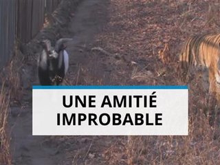 En Russie, un tigre et une chèvre sont inséparables !